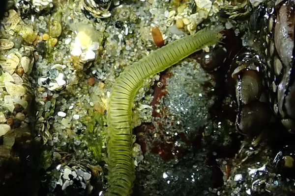 Eulalia quadrioculata- thanks to L. Harris for ID