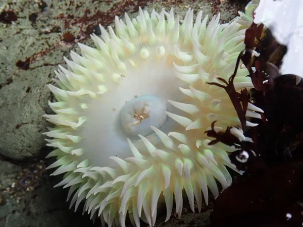 Marine life photograph