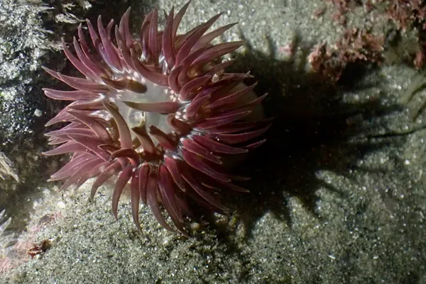 moonglow anemones