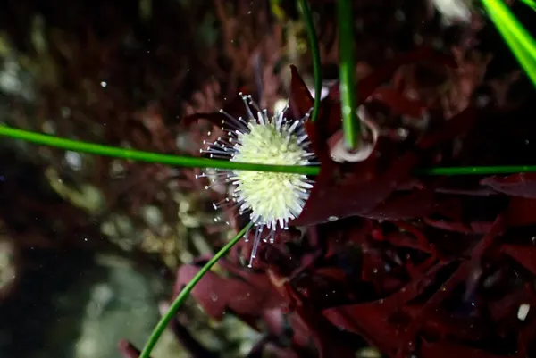Pacific purple sea urchin (juvenile)