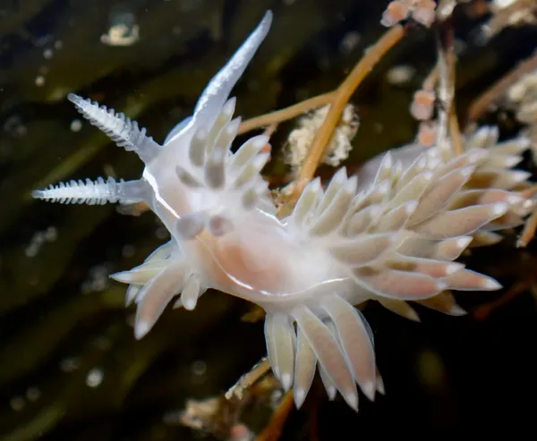 Coryphella trilineata