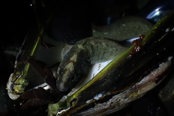 Cebidichthys violaceus; thanks to "P. Sculpin" for ID