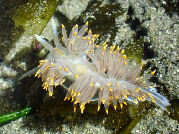 Hermissenda opalescens