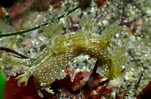 Dendronotus subramosus