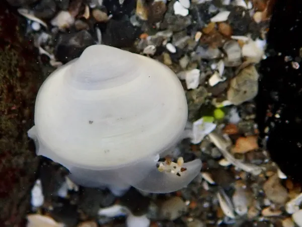 Kelly-Shells; thanks to T. Everest for ID