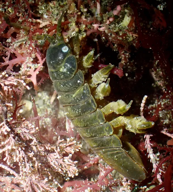 Pentidotea wosnesenskii