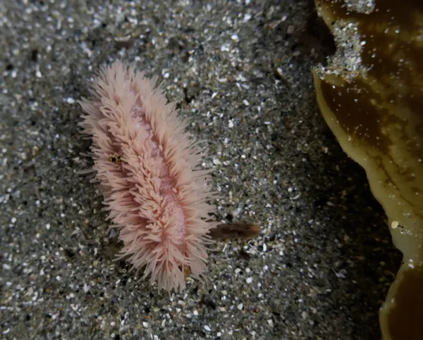 Pentamera pediparva?, 12/25/2016