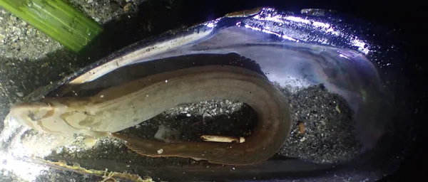 Cebidichthys violaceus