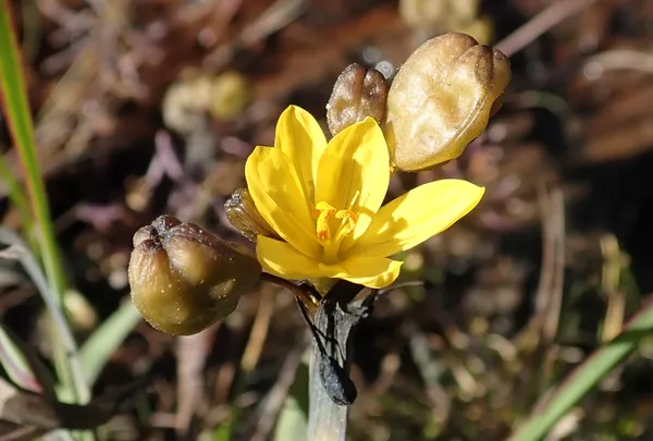 Sisyrinchium californicum?; top picture 6/6/19. bottom 6/8/19