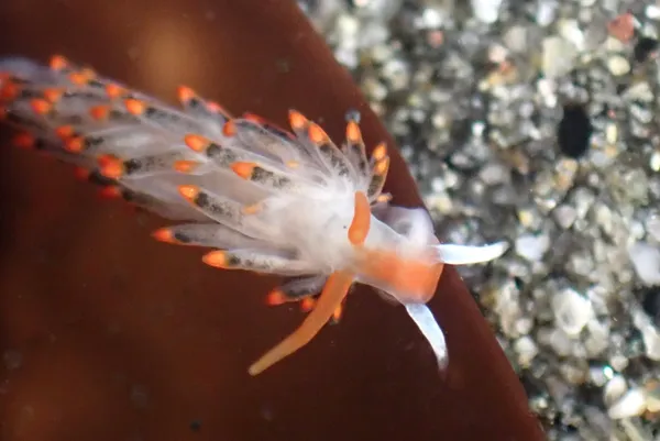 Diaphoreolis lagunae