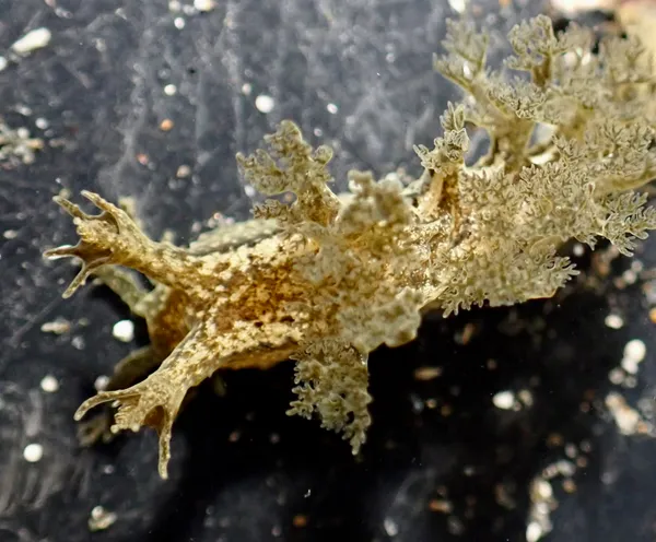 Dendronotus subramosus