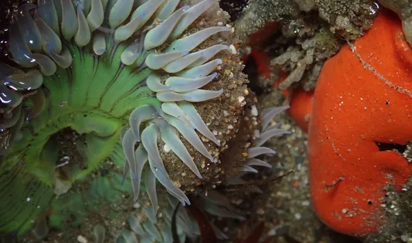 Marine life photograph