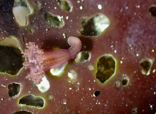 Manania gwilliami; thanks to J. Sones for ID