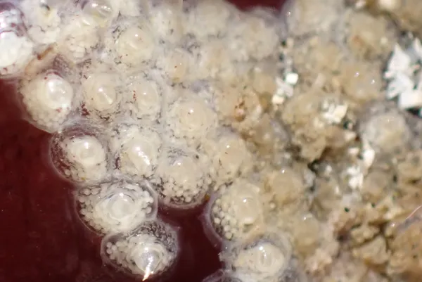 Amphissa versicolor (eggs); thanks to J. Goddard for ID