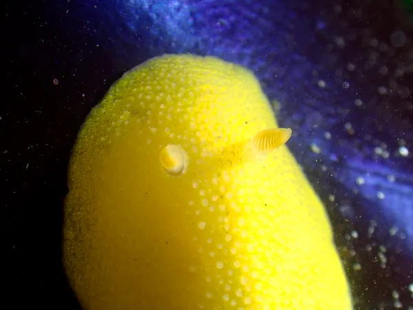 Aldisa cooperi (maybe; unusual color)