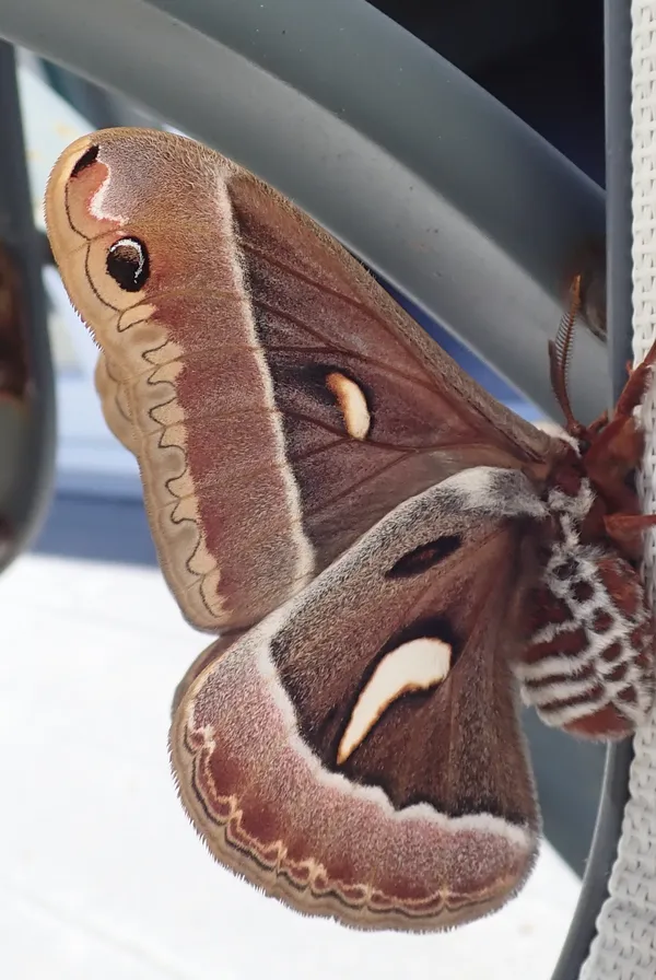 Ceanothus Silk Moth