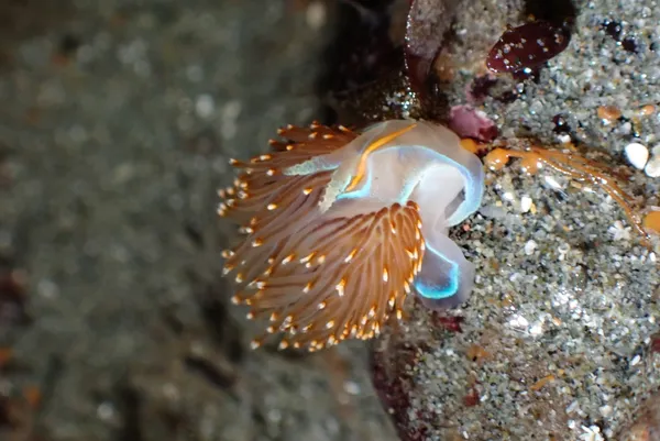 Hermissenda opalescens