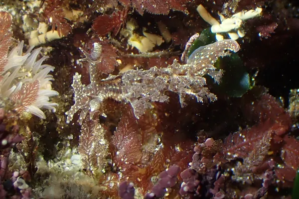 Dendronotus subramosus