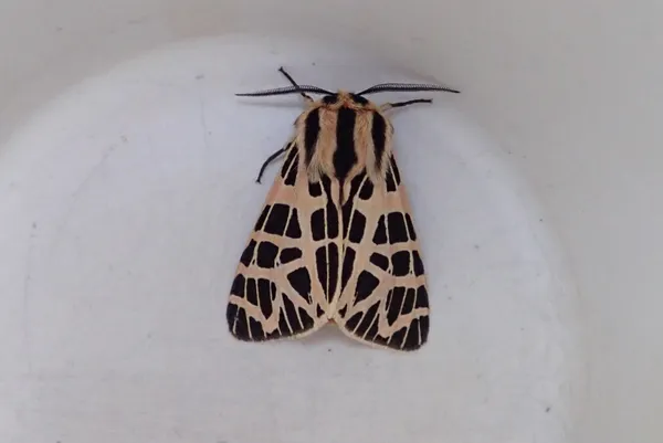 ornate tiger moth