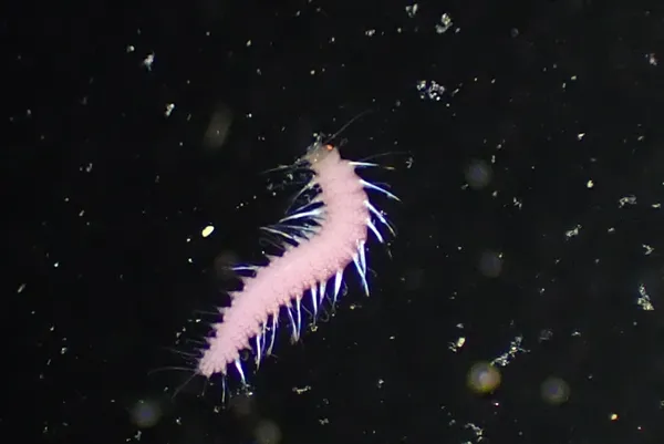 Family Syllidae; thanks to L. Harris for id