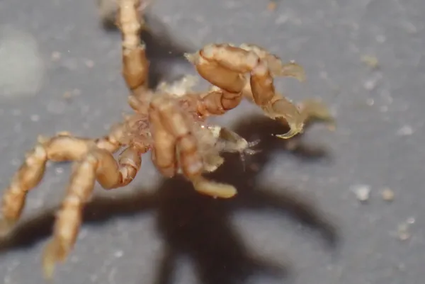 Tanystylum californicum