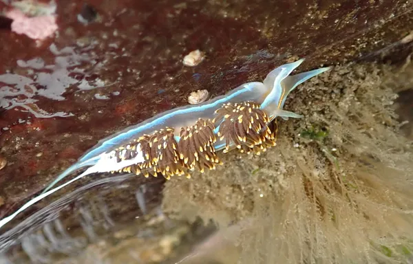 Hermissenda opalescens