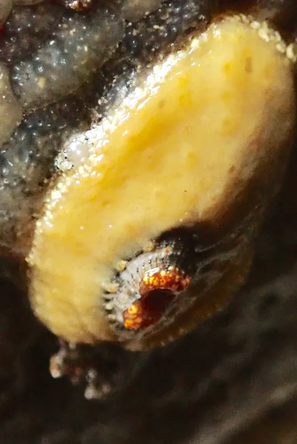 Fissurellidea bimaculata