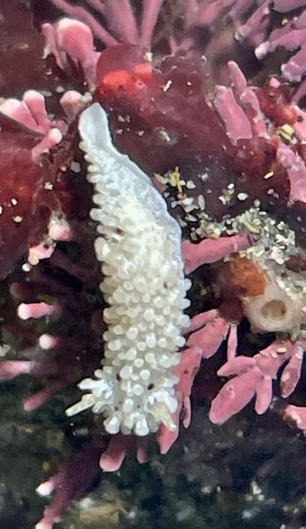 Aegires albopunctatus