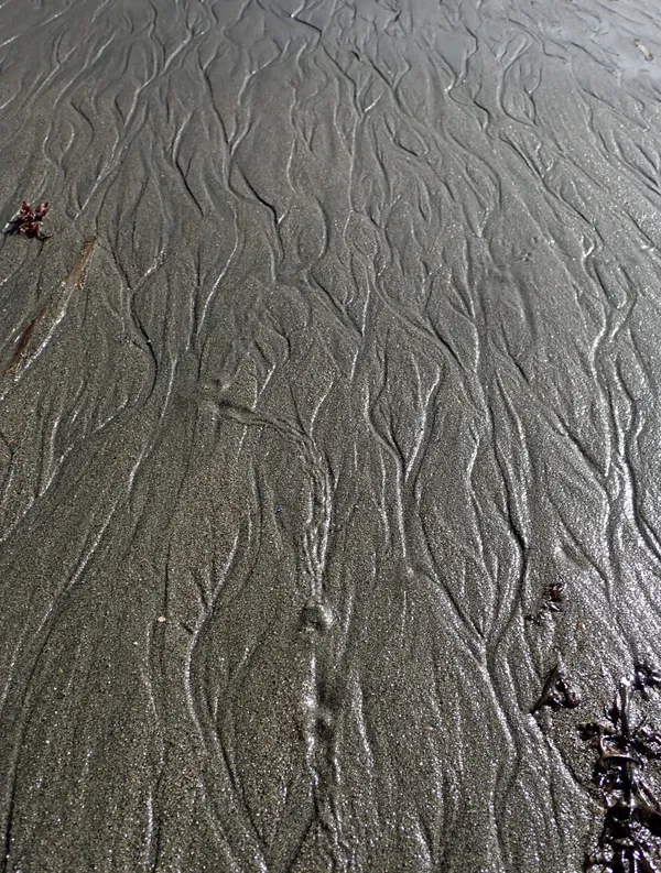 stalked jelly; 1/4''