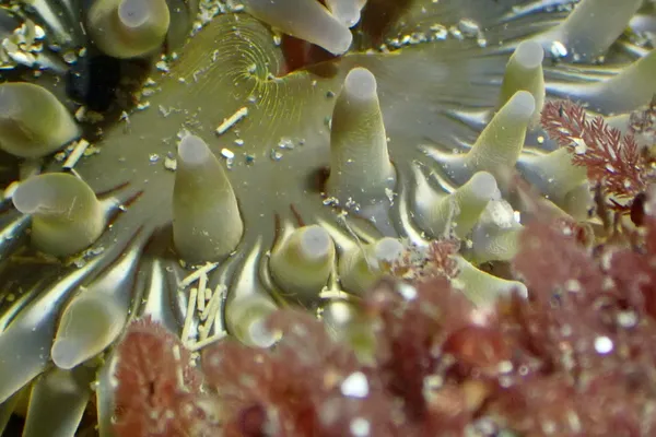 Urticina clandestina