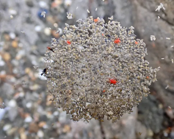 Neomolgus littoralis; the red ones.   I don't know what the grey ones are, nor what is going on here.....