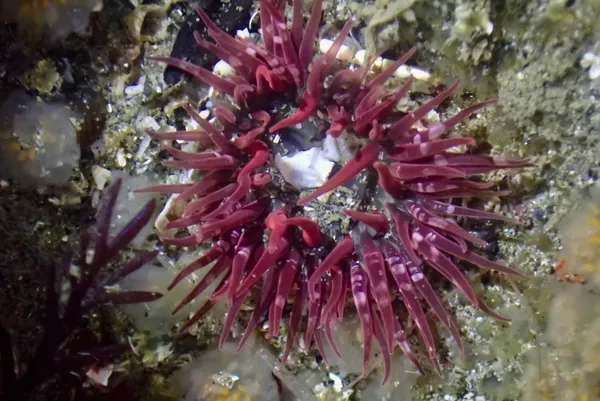 Anthopleura artemisia