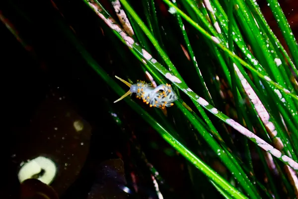 Diaphoreolis lagunae