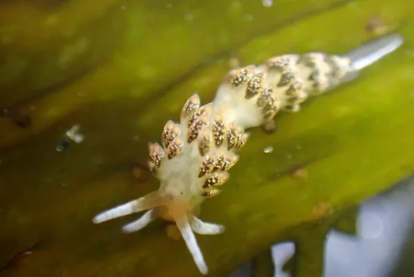 Diaphoreolis flavovulta