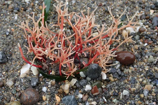 red algae