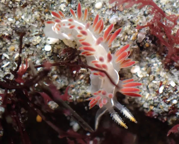 Coryphella trilineata