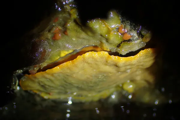 Pododesmus macrochisma