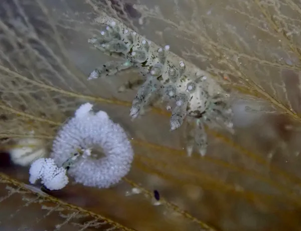 Eubranchus rustyus; thanks to J. Goddard plus one for ID