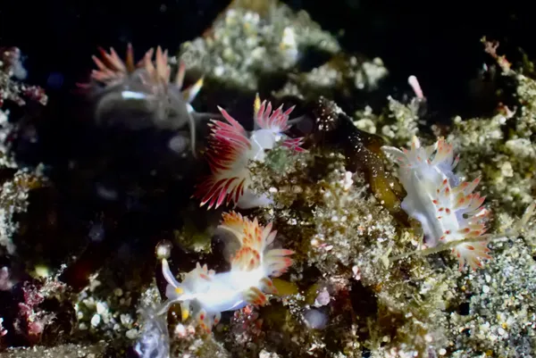 Coryphella trilineata