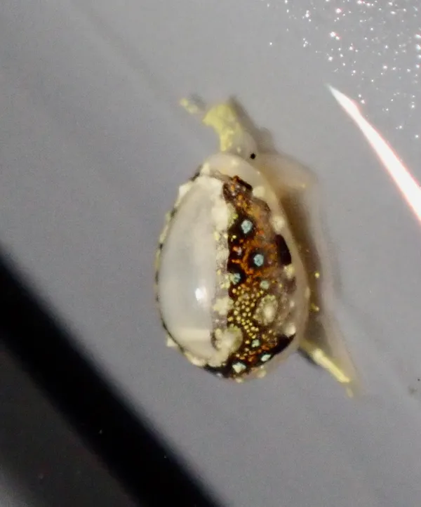 Granulina margaritula