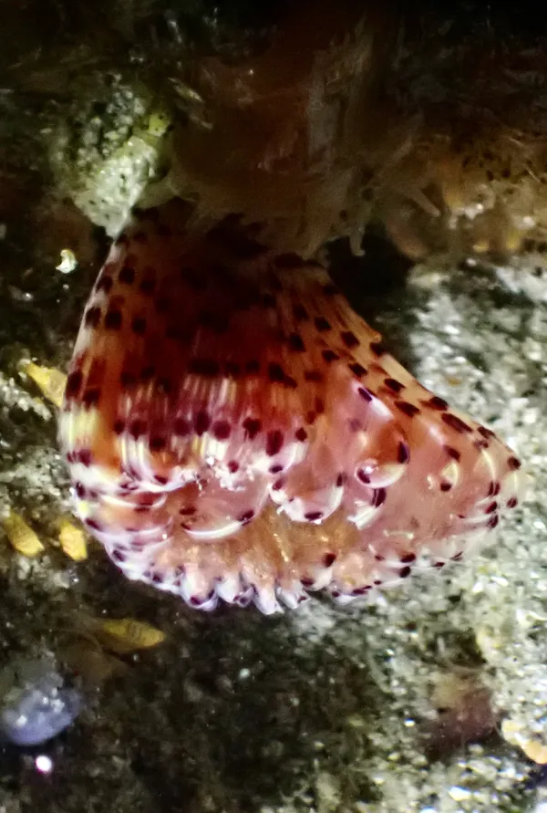 Feather duster worm; thanks to L. Harris for id