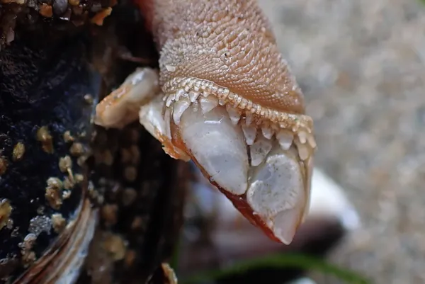 goose-neck barnacle