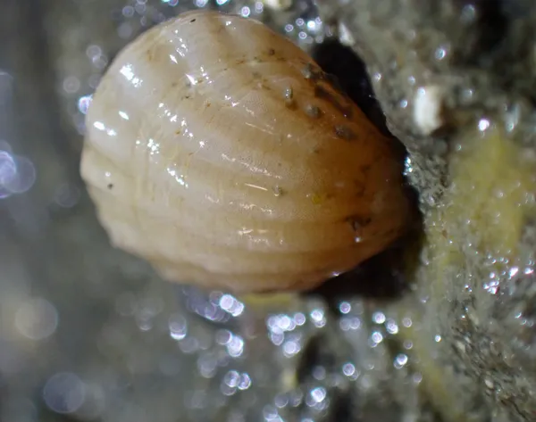 Terebratalia transversa; thanks to J. Goddard for ID