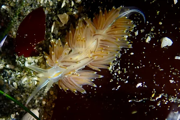 Hermissenda opalescens