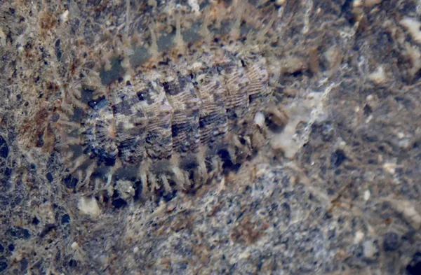 Mopalia porifera