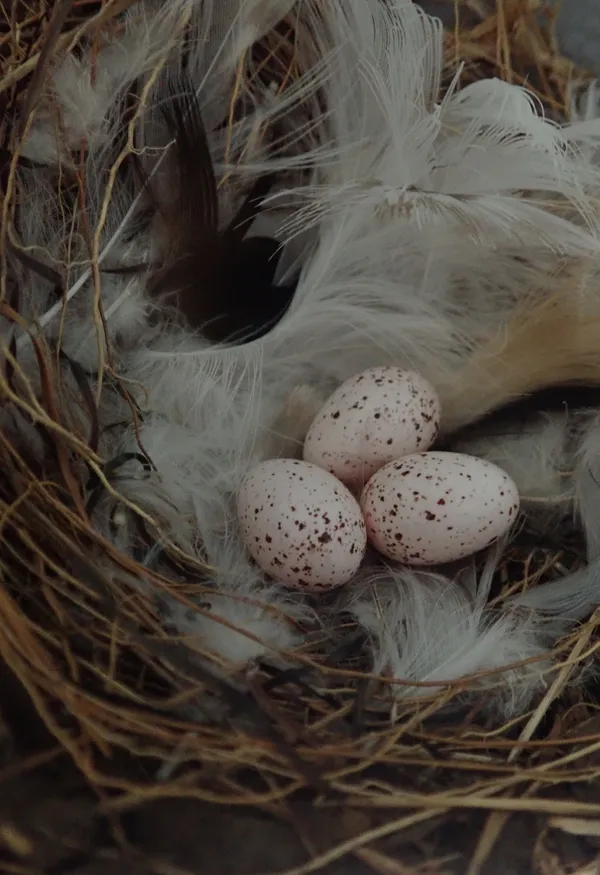 Swallows' nest, above the porch light