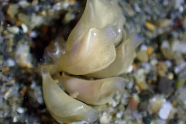 Ocinebrellus inornatus; thanks to J. Goddard for ID