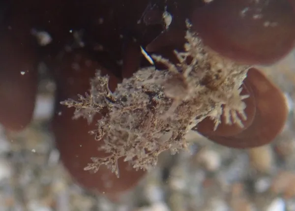 Dendronotus venustus