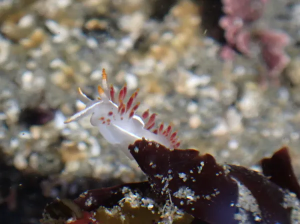 Coryphella trilineata