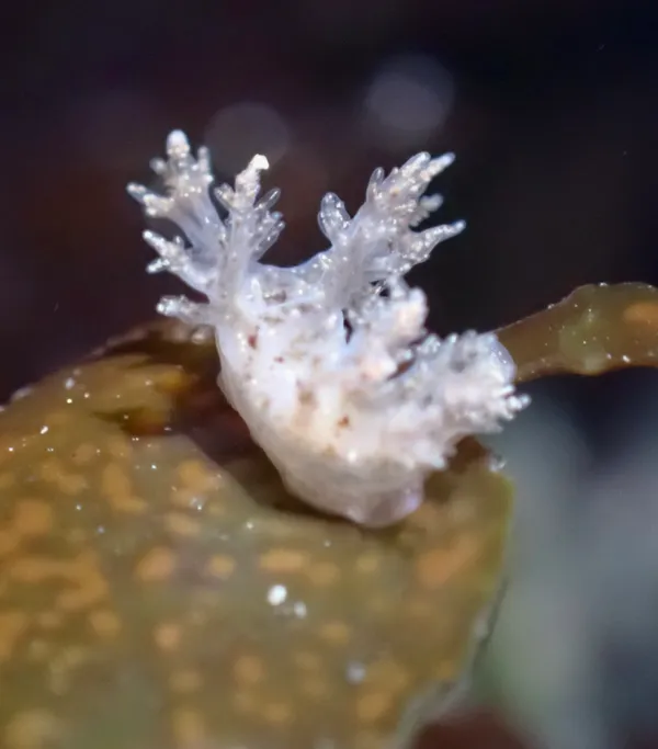 Dendronotus venustus